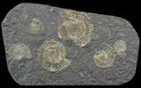Dactylioceras Ammonite Cluster - Posidonia Shale #52905-1
